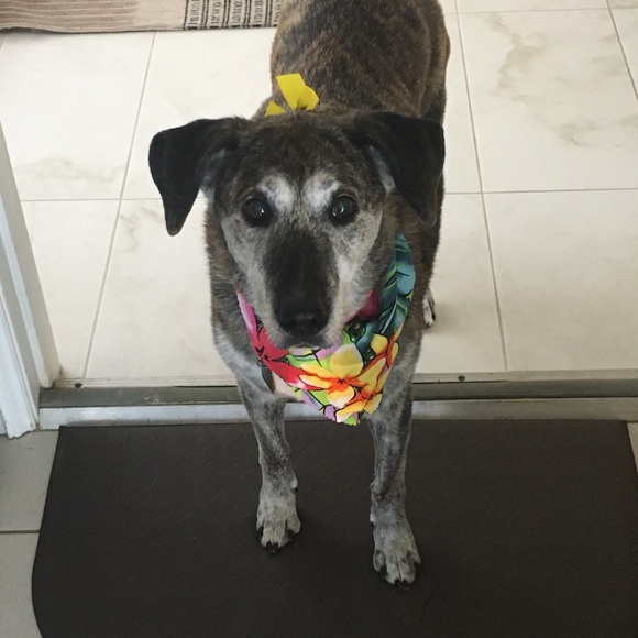 Meet your Posher, Julie - Picture 1 of 1